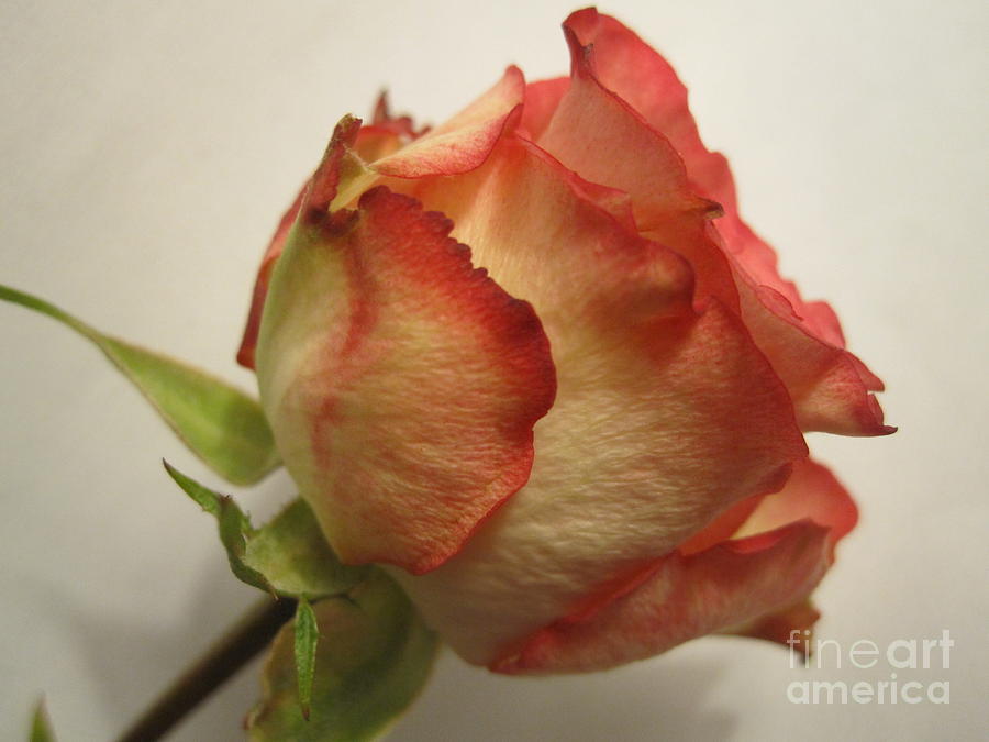 Tri-Color Macro Rose Photograph by Tara  Shalton