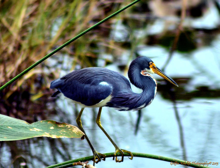 Tri-Color Photograph by Steve Griffin | Fine Art America