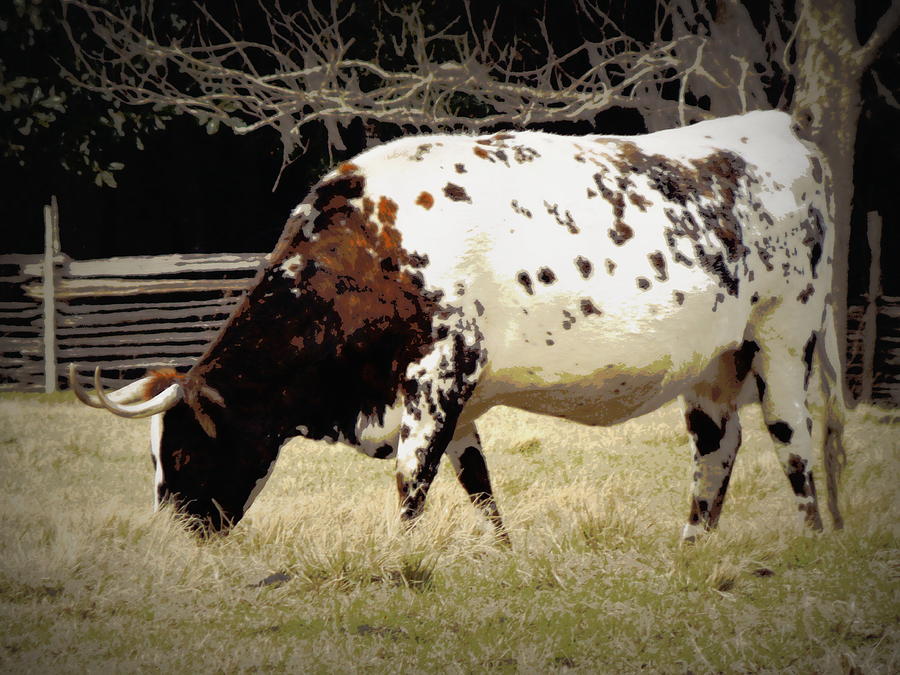 Tri Colored Florida Cracker Cattle Sheri Mcleroy 