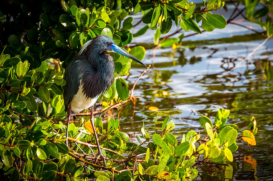 Bird Photograph - Tri-Colored Heron - Ding Darling by Dustin Ahrens