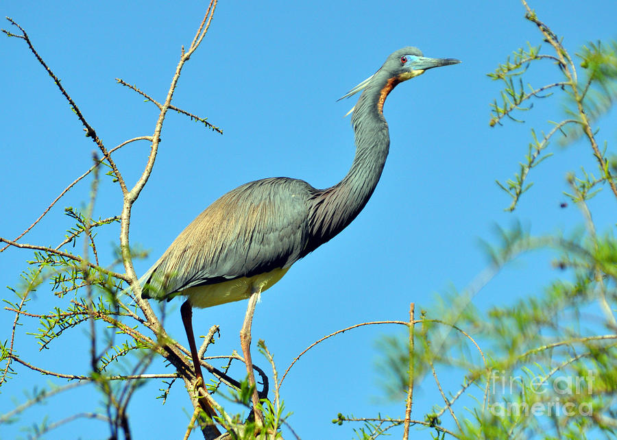 Tri-colored Heron 2 Photograph by Lydia Holly | Fine Art America