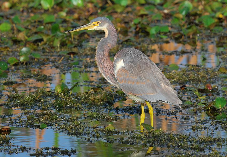 Tri Colored Heron Photograph By Art Spearing 