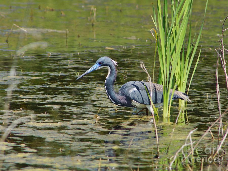 Tri-Colored Heron at Local Pond Photograph by Lynda Dawson-Youngclaus