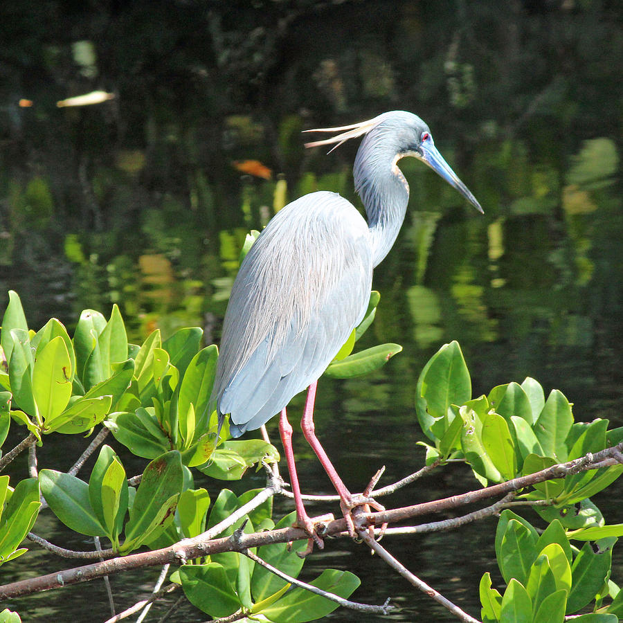 Tri-Colored Heron Photograph by Bob Camp - Fine Art America