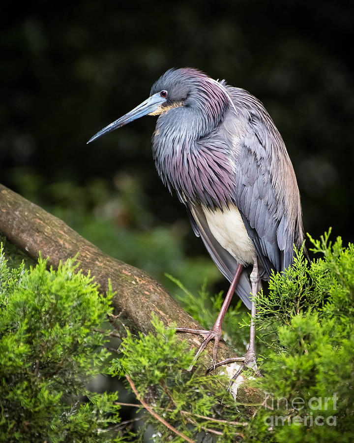 Heron Photograph - Tri Colored Heron by Caisues Photography