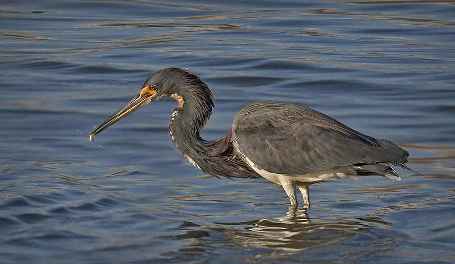 Tri Colored Heron Fishing Photograph by Susan Candelario