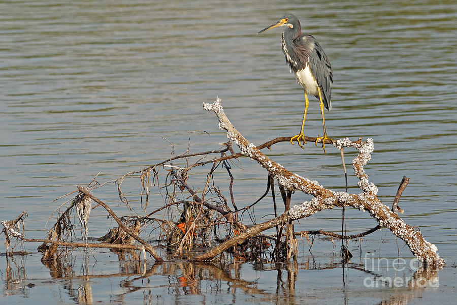 Tri-Colored Heron on the Water Photograph by Natural Focal Point Photography