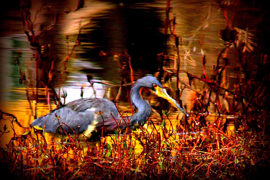 Tri Colored Heron - Reflection Photograph