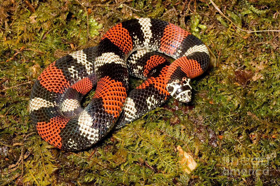 Tricolor Hognose: Care Guide Species Profile Everything