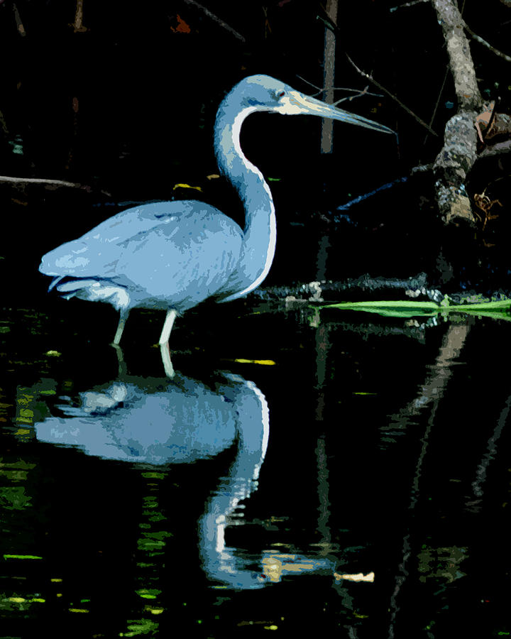 Tricolored Heron Digital Art - Tri Colored Mirror Image by Norman Johnson Tricolored Heron Digital Art - Tri Colored Mirror Image by Norman Johnson