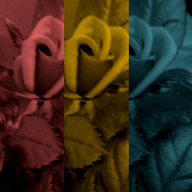 Tri colored roses Photograph by Chasity Johnson - Fine Art America