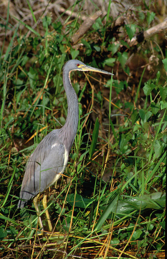 Tri-coloured Heron Egretta Tricolor Photograph by Tom Boyden