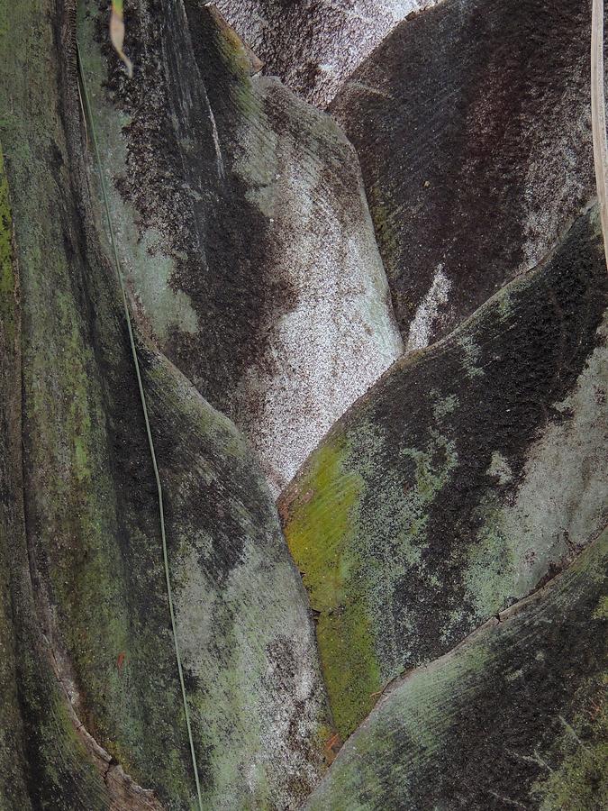 Triangle Palm Trunk Abstract. Photograph by Denise Clark
