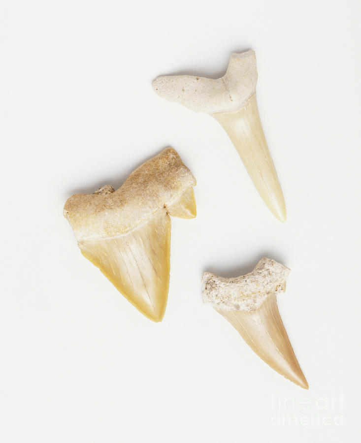 Triangular Animal Teeth Photograph by Dorling Kindersley