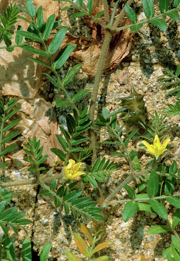 Seeds of tribulus terrestris plant- CanStock