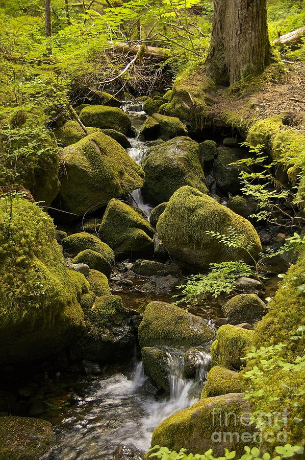 Mount Rainier National Park Photograph - Tributary by Sean Griffin