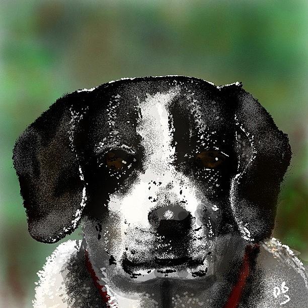 Nature Photograph - Tribute To A Dog Named Suzie #dog by David Burles