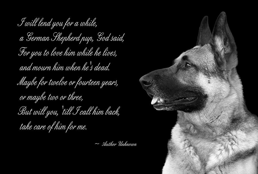 Tribute to German Shepard Photograph by Cecil Fuselier