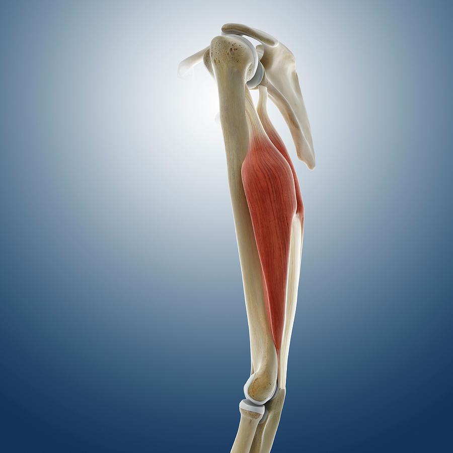 Triceps Muscle Photograph By Springer Medizin Science Photo Library 