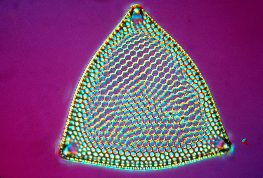 Triceratium Diatom Photograph by Perennou Nuridsany
