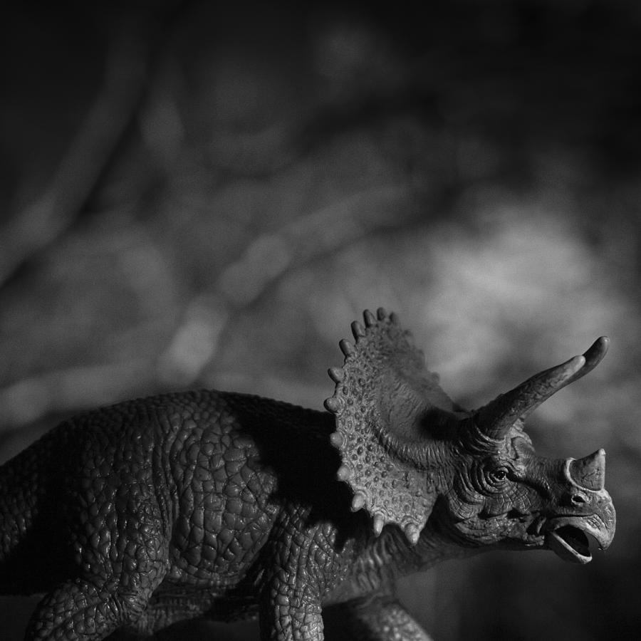 Triceratops Photograph by Bradley R Youngberg