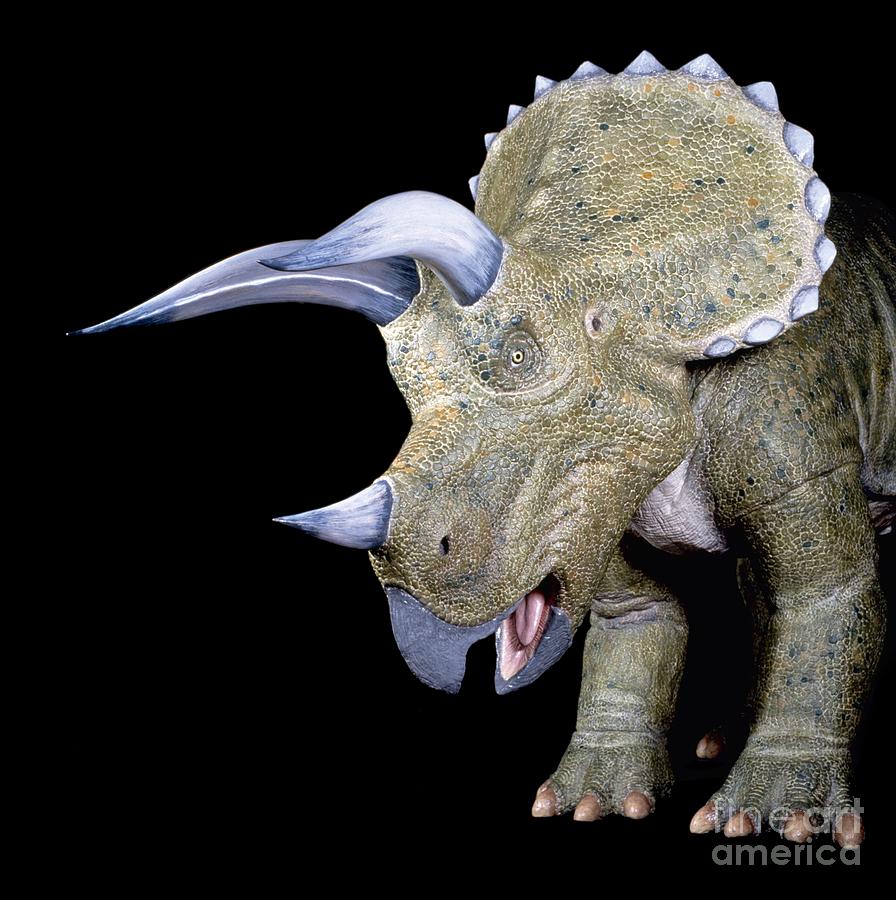 Prehistoric Photograph - Triceratops Dinosaur, Museum Model by Natural History Museum, London