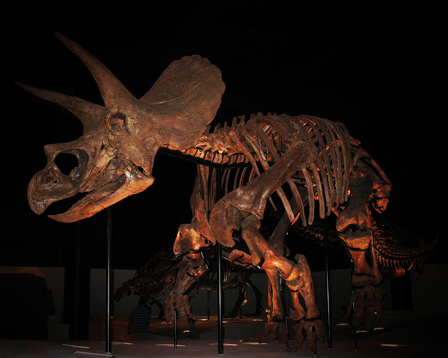 Triceratops Horridus Photograph by Connie Fox