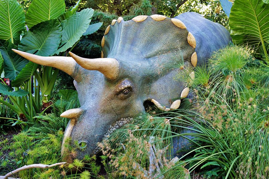 Triceratops Photograph by Jean Goodwin Brooks