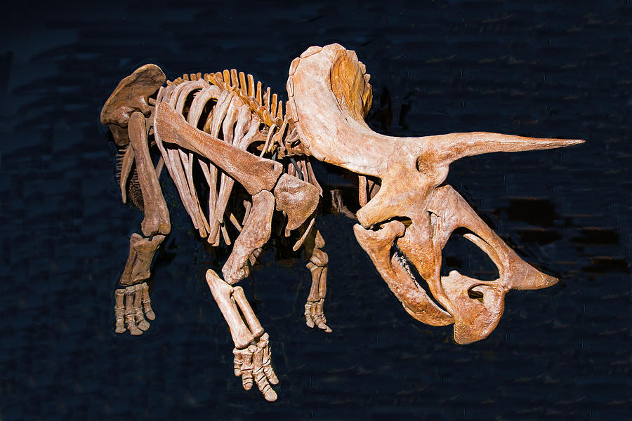 Triceratops Prorsus Photograph by Millard H. Sharp
