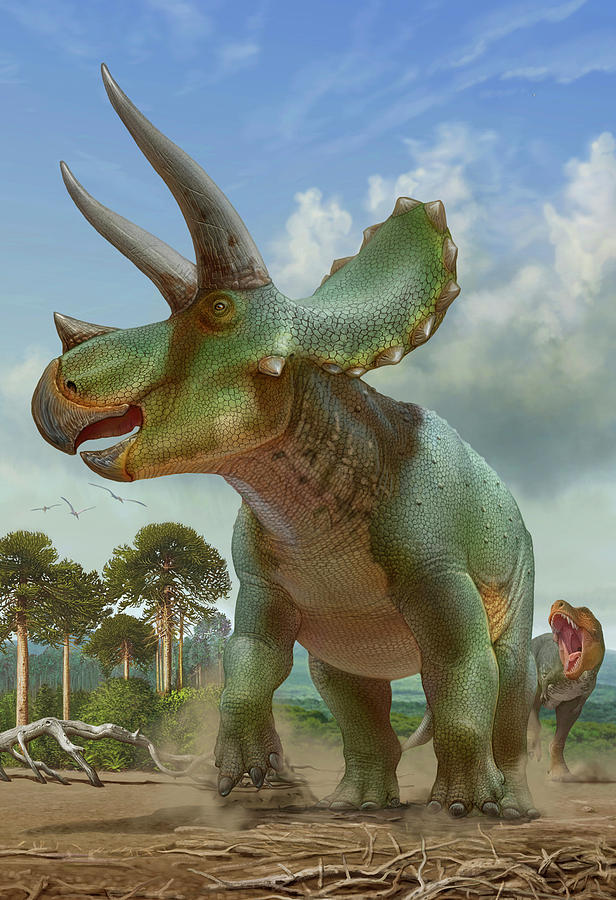 modern triceratops