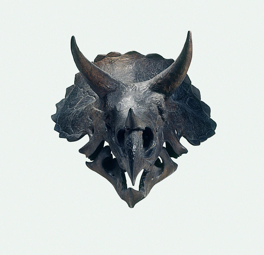 triceratops skull