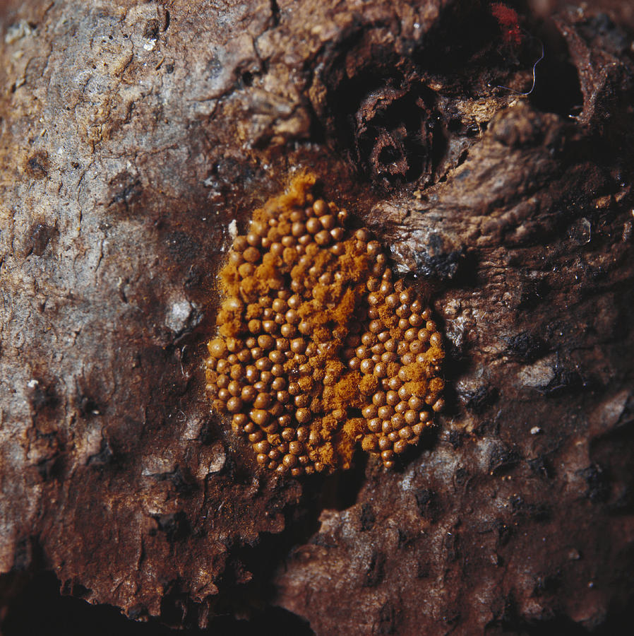 Trichia Favoginea Slime Mold Photograph by Ray Simons