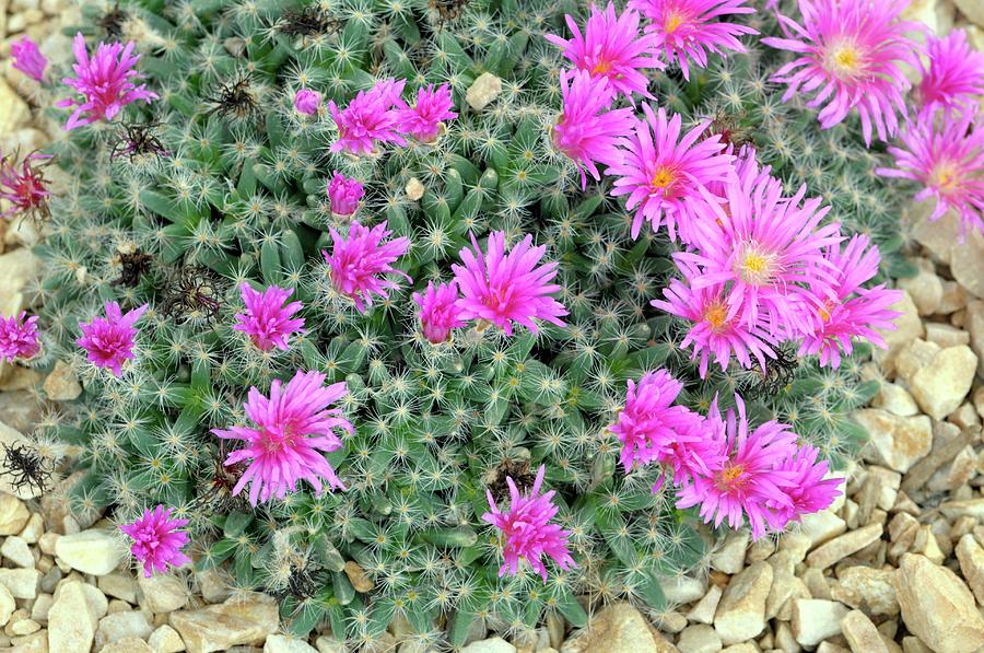 Trichodiadema Densum Photograph by Anthony Cooper/science Photo Library ...