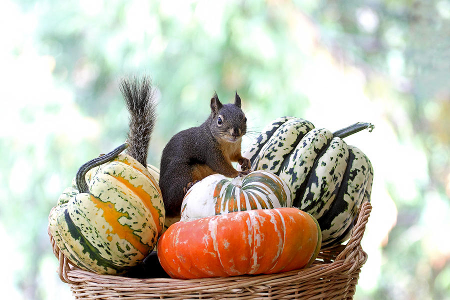Squirrel Photograph - Trick or Treat Squirrel by Peggy Collins