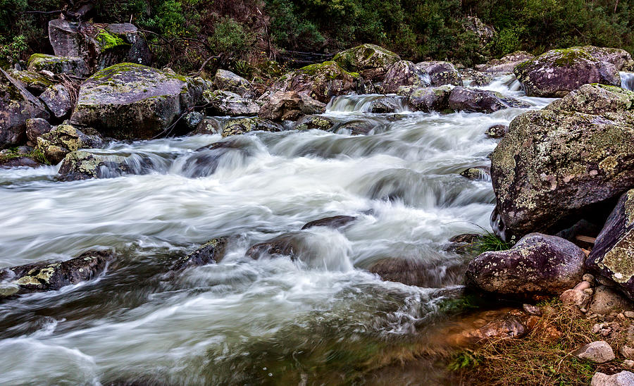 Trickle to a Torrent  by Mark Lucey