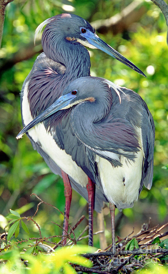 Tricolor Heron Adults In Breeding Photograph by Millard H. Sharp