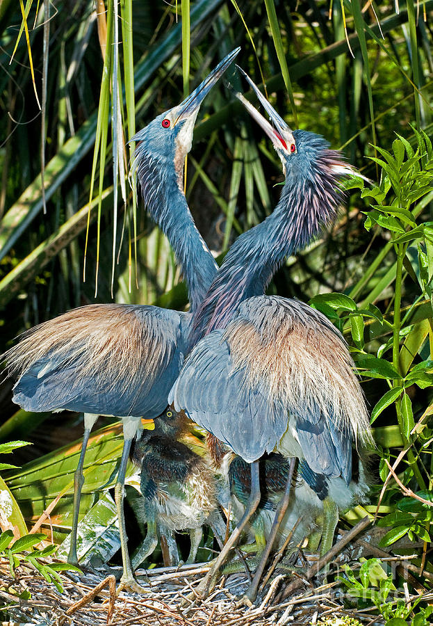 Tricolor Heron Male And Female Courtship Photograph by Millard H. Sharp