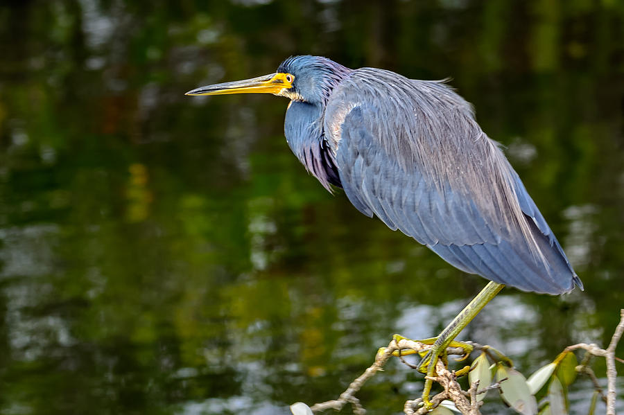 Tricolor Heron On Branch Photograph by Dave Zeller - Fine Art America