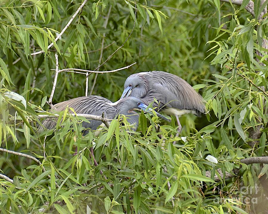 Tricolor Herons Nesting Photograph by Carol  Bradley