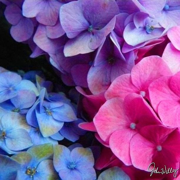 Flower Photograph - 💙💜💗tricolor Hydrangea by John Williams
