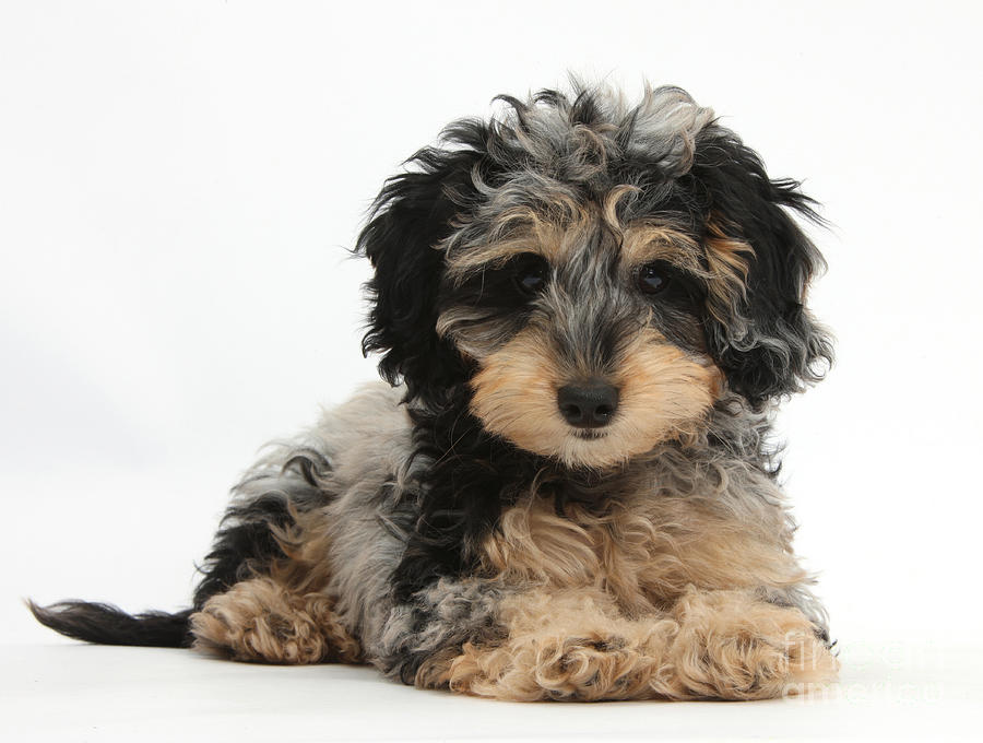 Tricolor Merle Daxie-doodle Puppy Photograph by Mark Taylor