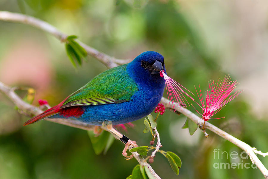 Tricolor parrot finch Photograph by Les Palenik