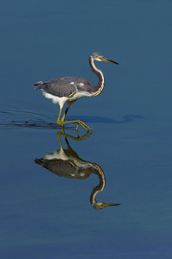 Tricolor Reflection Photograph by Dawn Currie