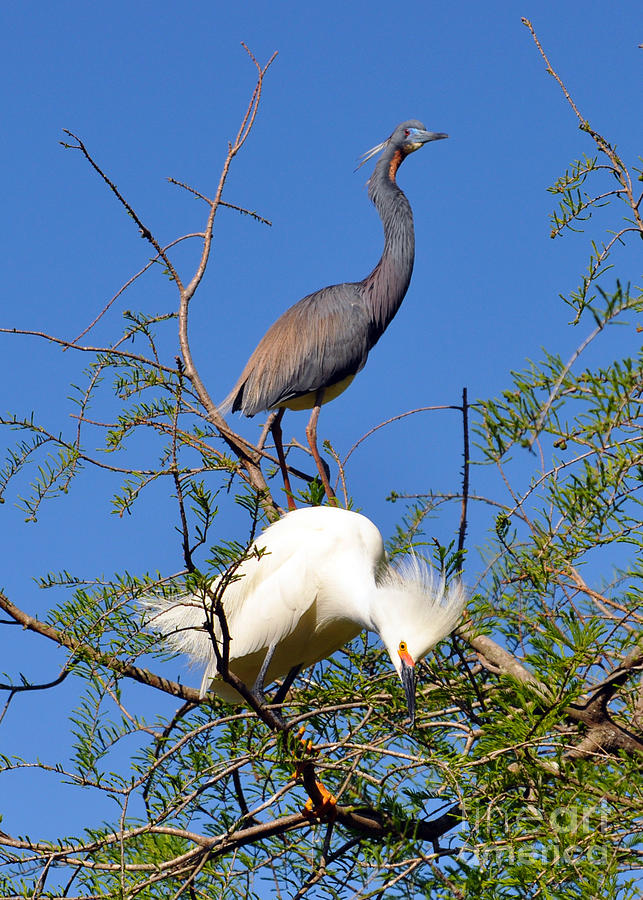 Heron Photograph - Tricolored Heron and Snowy Egret by Lydia Holly