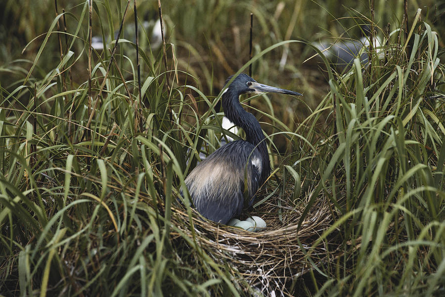 Tricolored Heron At Nest Photograph by Dan Guravich