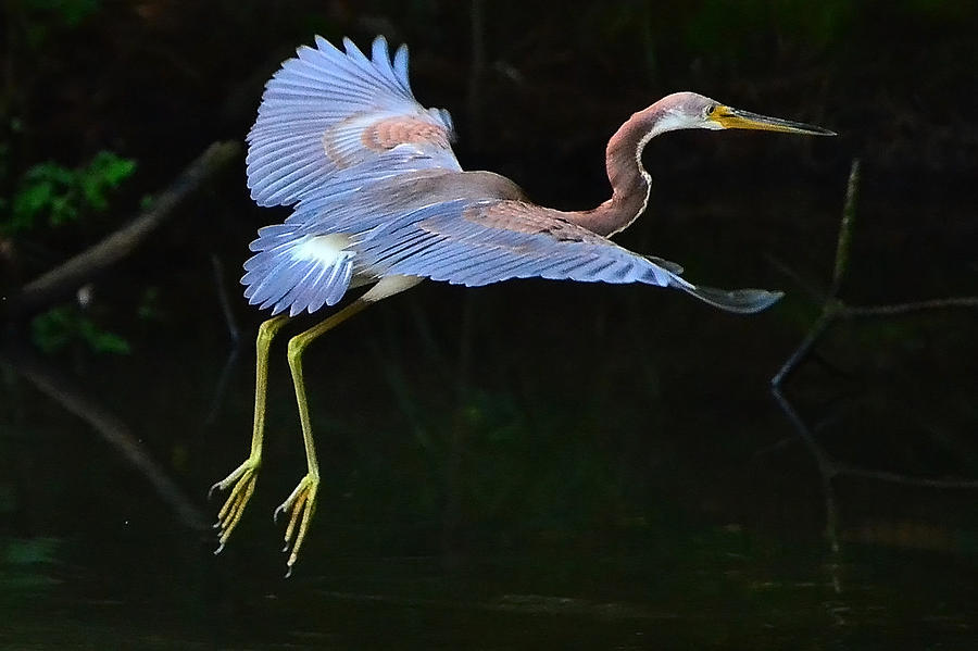 Tricolored Heron Photograph by Charlotte Schafer