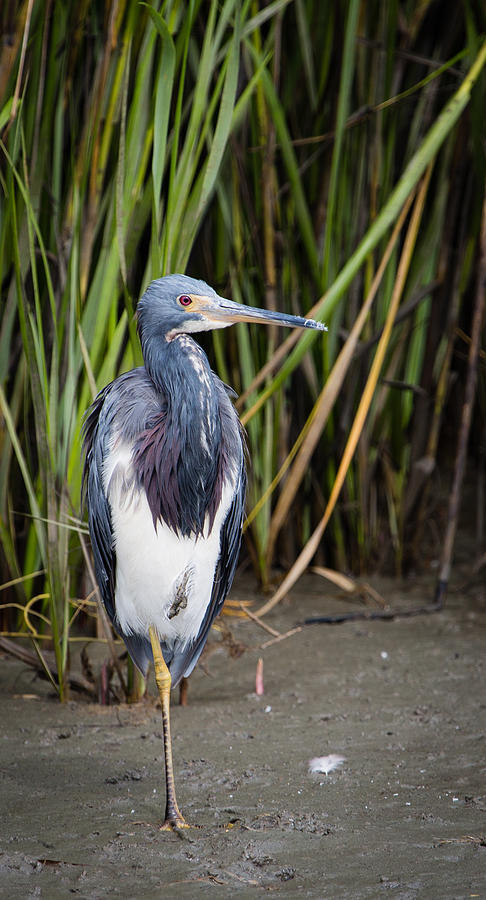 Tricolored Heron Photograph by Christy Cox