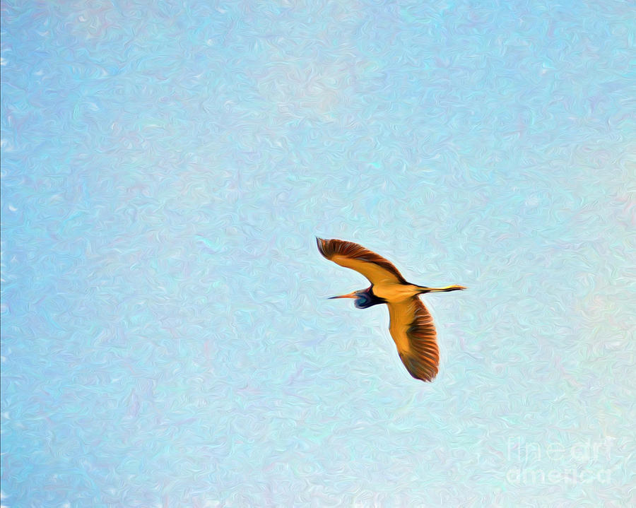 Tricolored Heron Flight Photograph by Kerri Farley