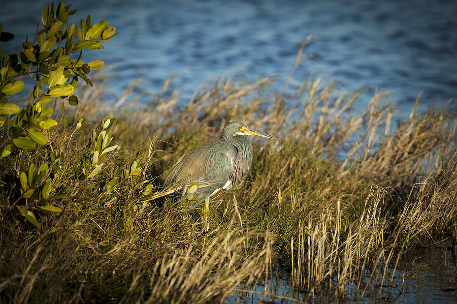 Heron Photograph - Tricolored Heron Hunting Merritt Island Florida by Rich Franco