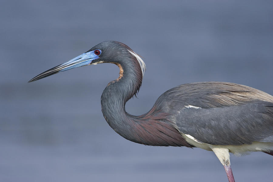 Tricolored Heron Hunting Texas Photograph by Tom Vezo